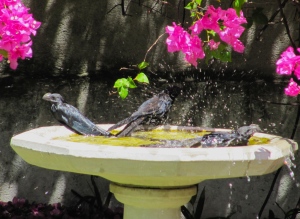 Smooth-Billed Anis bathing in our yard