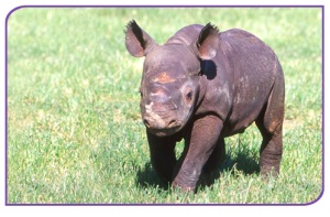 A baby Black Rhino