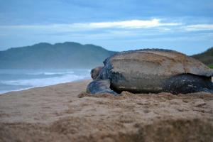 Leatherback sea turtle, Costa Rica