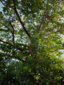 Guango tree