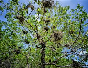 rown noddy (Anous stolidus) nesting tree, Half Moon Cay, Portland Bight Protected Area.