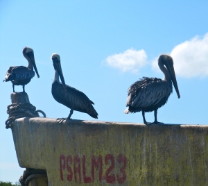 Brown Pelicans meditate on Psalm 23, Old Harbour Bay fishing beach.