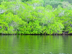 Mangrove in the fish sanctuary, Goat Islands. (My photo)