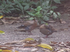 Zenaida Doves pottering around in our yard. They are always in twos...