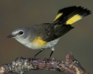 Our Butterfly Bird, the female American Redstart. 