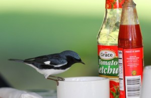 Bird photos can be intriguing! Here's a Black-Throated Blue Warbler (a winter visitor to Jamaica, “Setophaga caerulescens”) feeding on granulated unrefined sugar left out on a table in Kingston. (Photograph by Gary R. Graves).