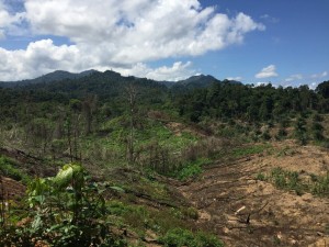 Deforestation in Malaysian Borneo is believed to be a driver of malaria transmission in humans, according to new research. (Image credit: Kimberly Fornace)