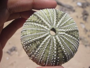 Here's a Jamaican version of a sea urchin shell, minus the spines.