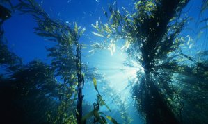The giant kelp forests are part of the Great Southern Reef – a global biodiversity hotspot, with up to 30% of species endemic. Photograph: Thomas Schmitt/Getty Images