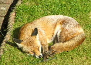 Sleeping fox, North London. (My photo)