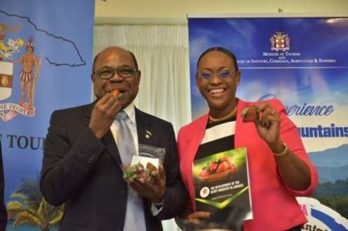 The ever chirpy Tourism Minister Ed Bartlett and Member of Parliament Juliet Holness sample some strawberries from Ms. Holness' constituency at the launch of the Blue Mountain Coffee Festival.