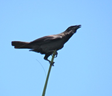 Birdwatching... (Jamaican Crow in St. Ann)