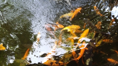 Jamaican gardens often have some water, just to give us a cooler feeling. I love those at Alhambra Inn in Kingston, watching the carp swirling and getting in each other's way.