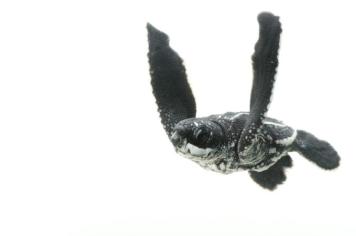 A leatherback sea turtle hatchling photographed in Bioko Island, Equatorial Guinea PHOTOGRAPH BY JOEL SARTORE, NATIONAL GEOGRAPHIC PHOTO ARK