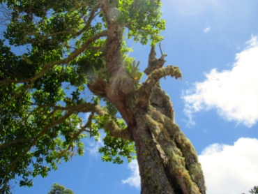 A moss-covered tree at Holywell, in Jamaica's Blue and John Crow Mountains National Park, a UNESCO World Heritage Site.